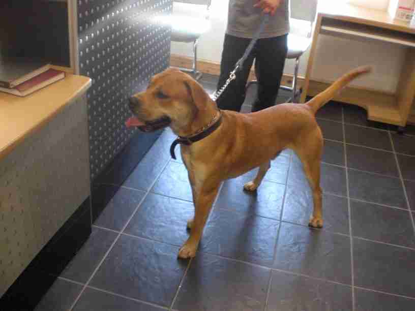 Posts by Acresway Kennels Southend on Sea Essex Dogs for Adoption