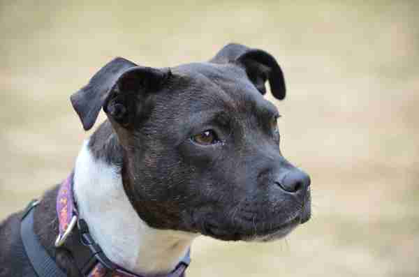 Posts by RSPCA Suffolk East and Ipswich Branch | Dogs for Adoption