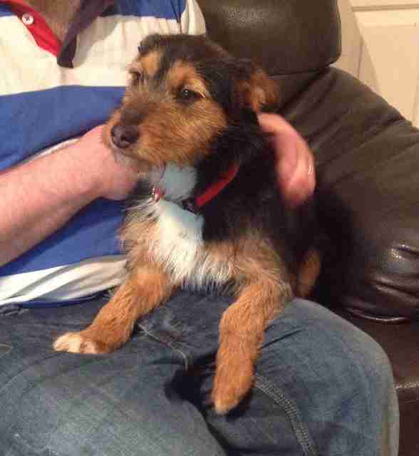 Posts by Pupsneedinghomes East Sussex Dogs for Adoption & Rescue Page 28