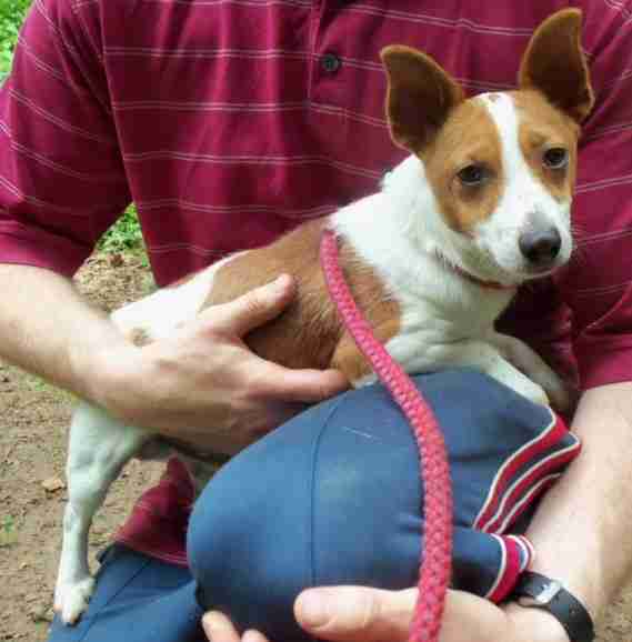 Posts by Animal Helpline Dog Rescue Peterborough Dogs for Adoption