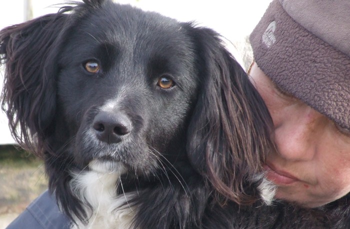 Cadi – 8 month old Spaniel cross Collie dog for adoption