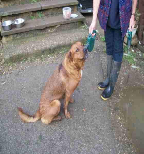 Posts by The Animal Rescue Charity Hertfordshire Dogs for Adoption