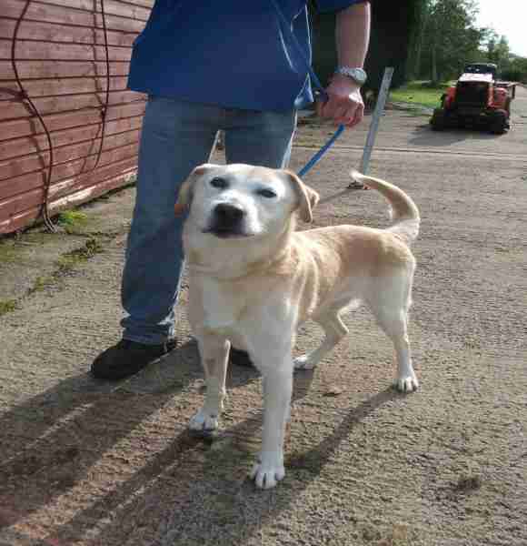 Posts by Danemere Animal Rescue Worcestershire Dogs for Adoption