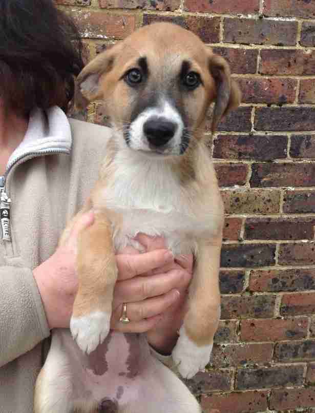 Posts by Pupsneedinghomes East Sussex Dogs for Adoption & Rescue Page 39