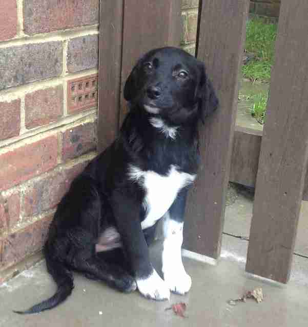 Cassie 12 week old female Labrador cross Collie dog for adoption