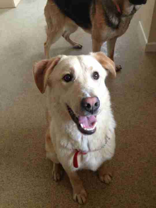 Posts by Dorset & Somerset Dog Rescue Dogs for Adoption & Rescue