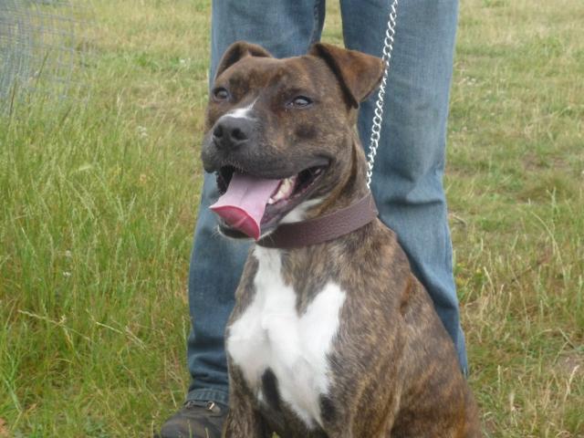 Bernie – 11 month old male Boxer Cross Staffordshire Bull ...