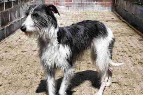 Billie Jean 20 Month Old Female Lurcher Cross Available For Adoption