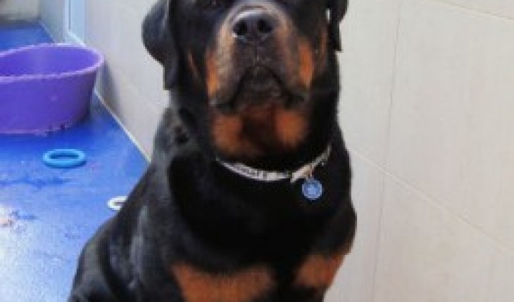 Pele – 6 year old male Rottweiler dog for adoption