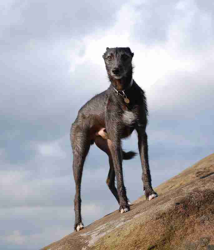 Sid 18 month old male Whippet cross Bedlington Terrier dog for adoption