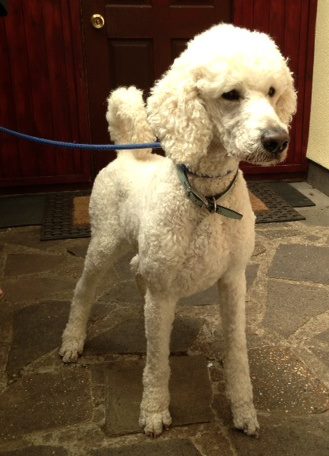 Oscar – 3 year old male Standard Poodle dog for adoption