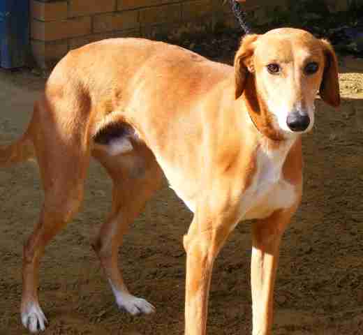 Cruz 2 1 2 Year Old Male Saluki Cross Available For Adoption