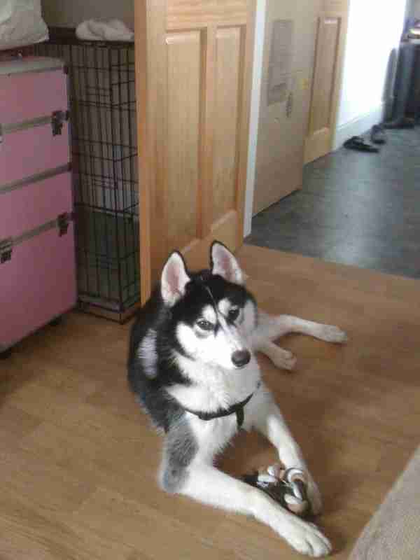 Shylo – 8-12 month old male Siberian Husky dog for adoption