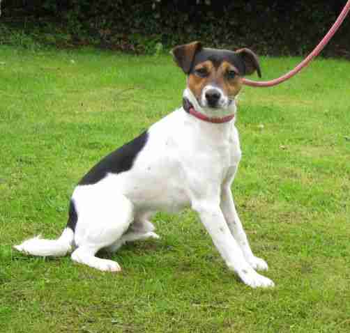 Jamie 1 Year Old Male Jack Russell Terrier Available For Adoption