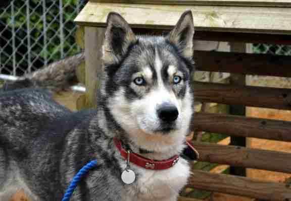 Posts by Wood Green Animal Shelter | Dogs for Adoption & Rescue