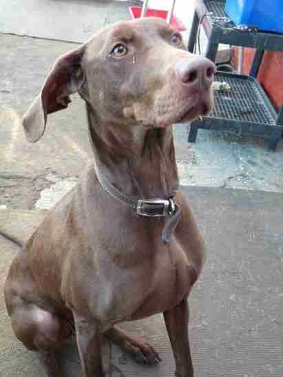 Misty – 4 year old female Weimaraner Cross dog for adoption