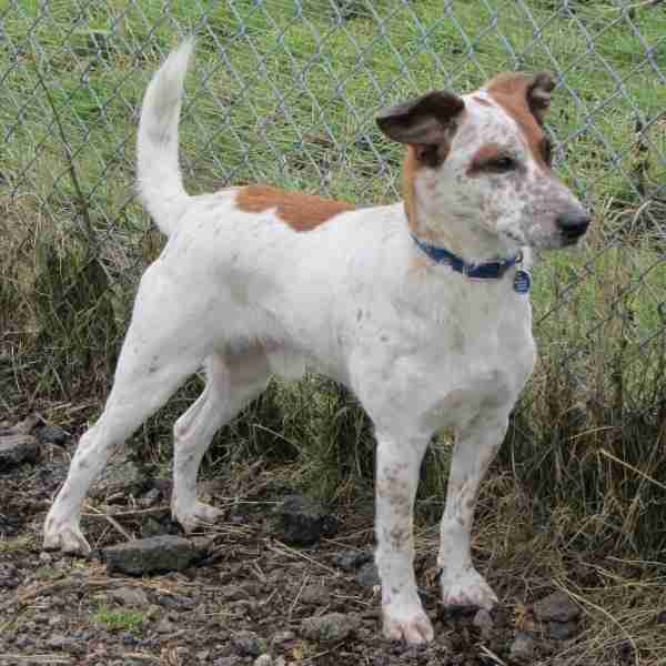 Spud 5 year old male CrossBreed dog for adoption
