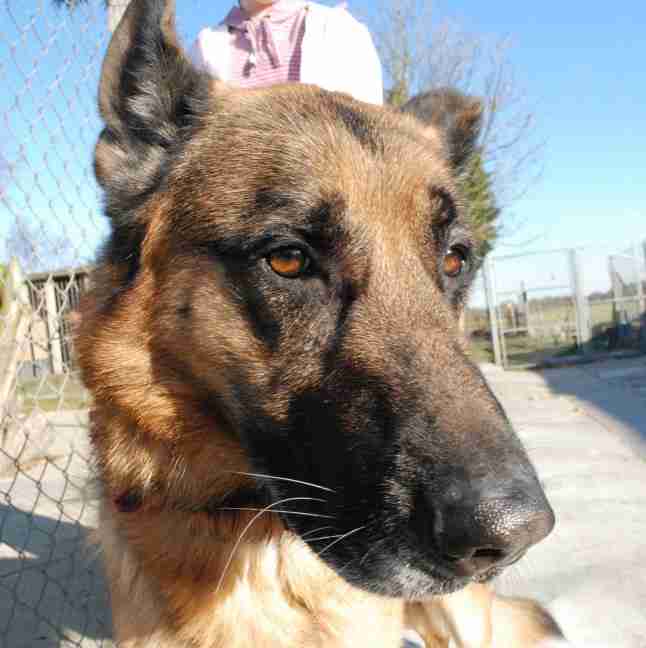 Koda 5 year old male German Shepherd Dog dog for adoption