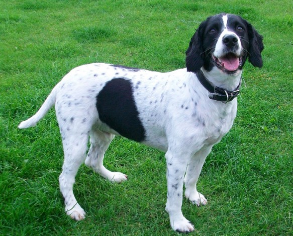 Buzz 3 Year Old Male English Springer Spaniel Available For Adoption