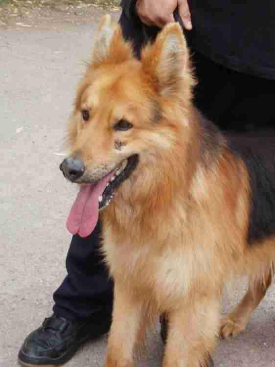 Posts by St Giles Kennels and Rehoming Centre Somerset Dogs for