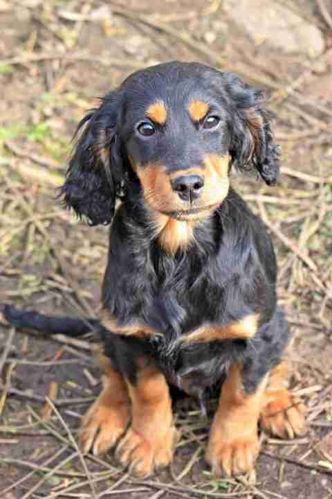 Beny – 5 month old male English Cocker Spaniel cross Setter dog for