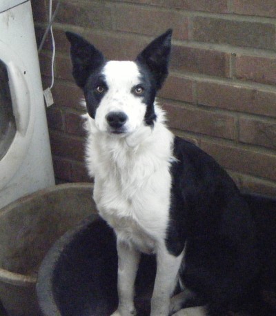 Taffy – 9 month old male Border Collie dog for adoption