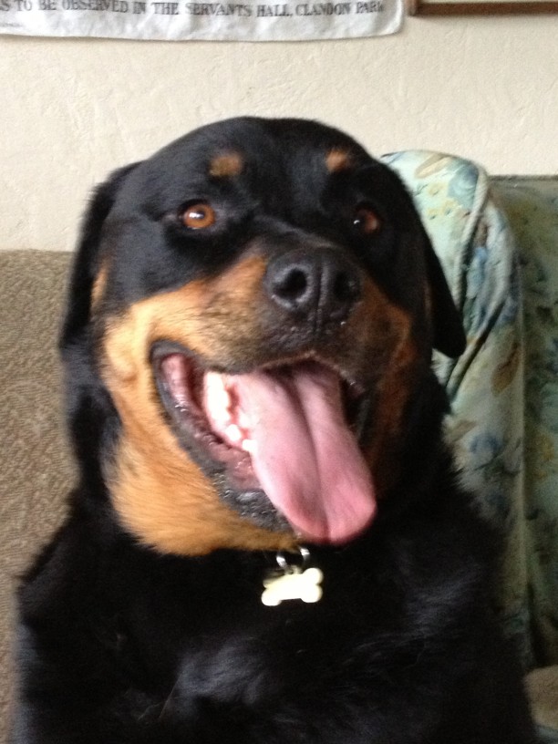 Roxy – 6 year old female Rottweiler dog for adoption