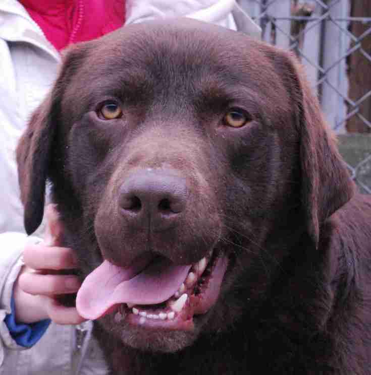 Posts by RSPCA Lincolnshire Mid and Lincoln Branch Dogs for Adoption