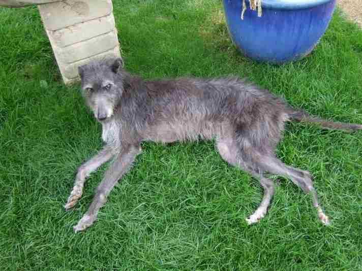 Maggie 8 Year Old Female Lurcher Available For Adoption