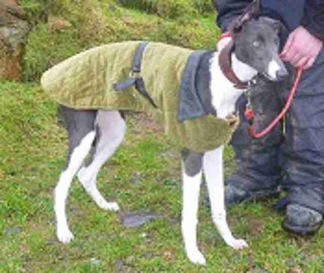 Willow 7 month old male Whippet cross Saluki dog for