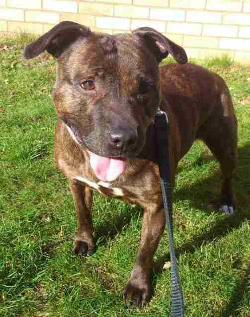 Posts by RSPCA Suffolk East and Ipswich Branch | Dogs for Adoption