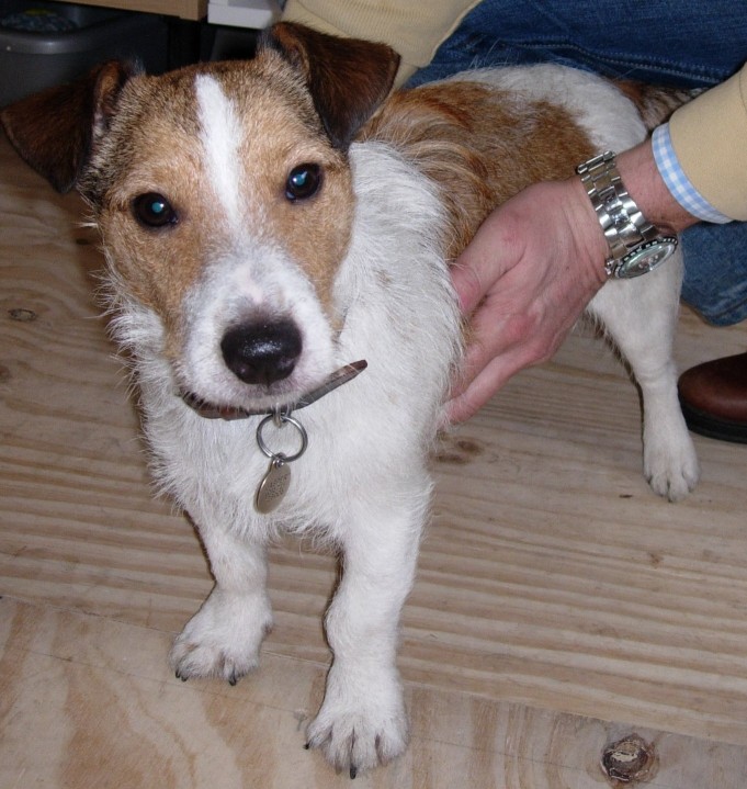 jack russel rescue colorado