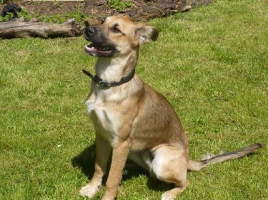 Buddy 6 Month Old Male German Shepherd Cross Collie Available