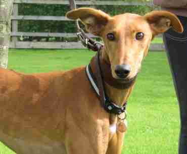 Dakota 1 Year Old Male Whippet Cross Lurcher Available For Adoption