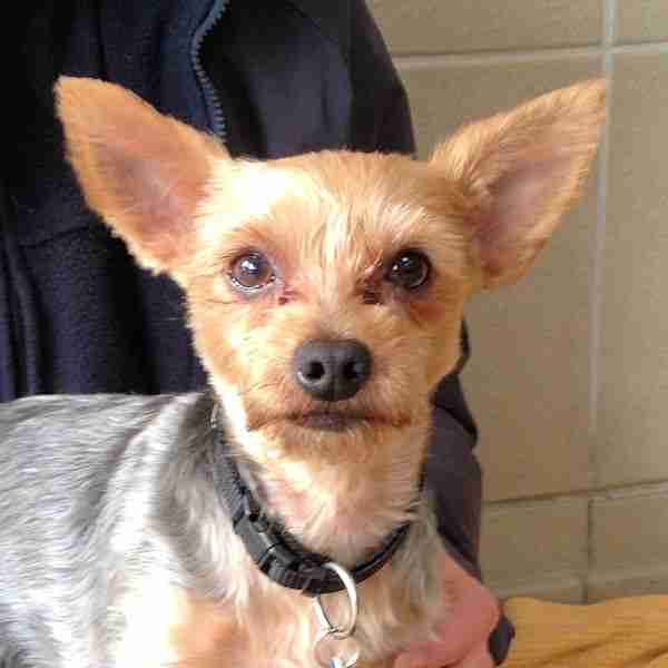 Posts by Mayhew Animal Home Dogs for Adoption & Rescue