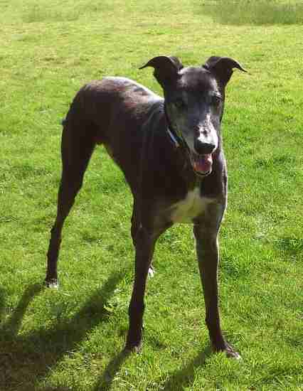 Posts by RSPCA Suffolk East and Ipswich Branch | Dogs for Adoption