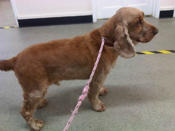 Benji 8 Year Old Male English Cocker Spaniel Available For Adoption