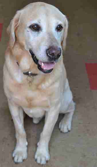 Charlie – 9 year old male Labrador dog for adoption
