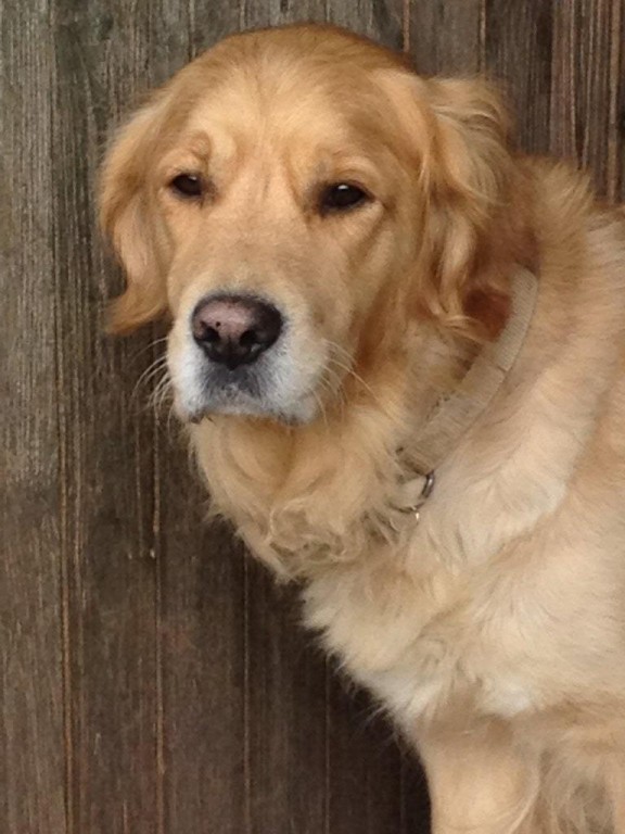 Molly – 6 year old female Golden Retriever dog for adoption