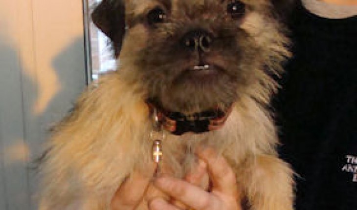 Tilly – 4 months old female Pug Cross Border Terrier dog for adoption