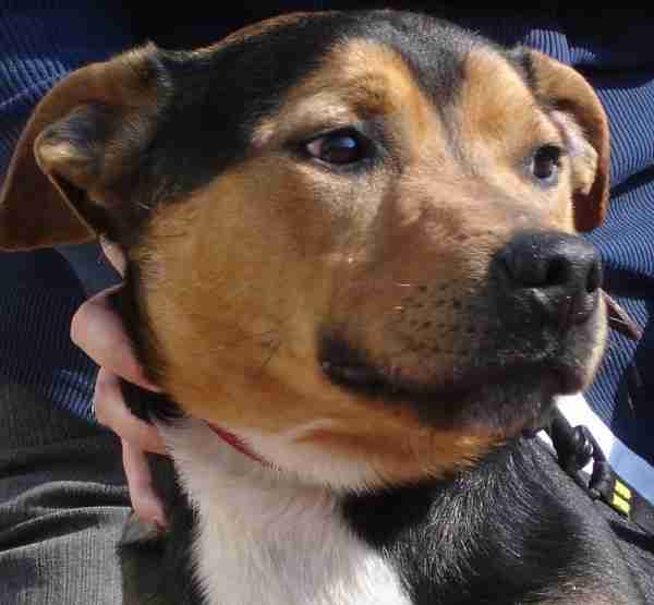 Posts by The Animal Rescue Charity Hertfordshire Dogs for Adoption