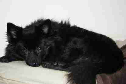Mavis – 13 year old female Pomeranian cross Schipperke dog for adoption