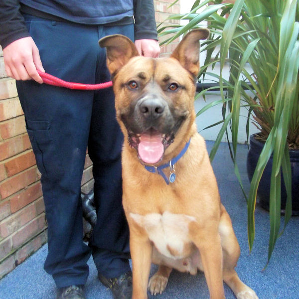 Miko – 2 year old male Akita cross Mastiff dog for adoption