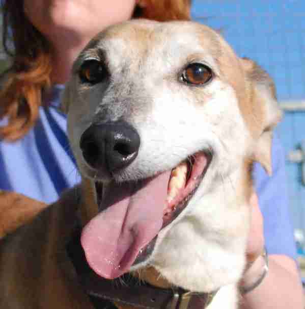 Posts by RSPCA Lincolnshire Mid and Lincoln Branch Dogs for Adoption