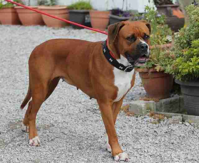 Posts by Joey's Legacy Boxer Rescue Liverpool Dogs for Adoption