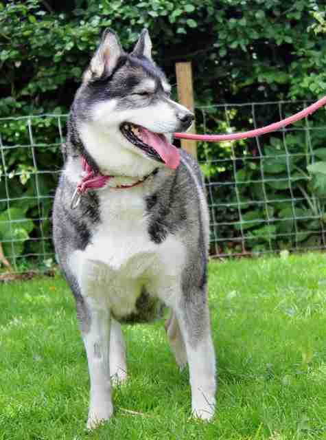 Nooska – 9-10 year old female Siberian Husky dog for adoption