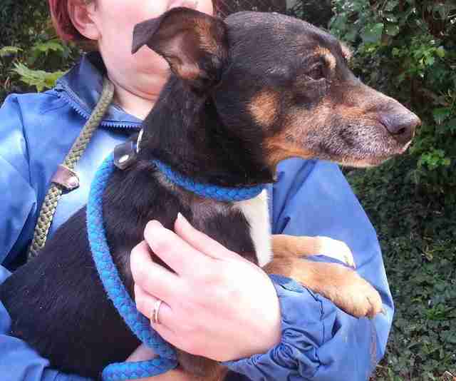 Posts by Animal Helpline Dog Rescue Peterborough Dogs for Adoption