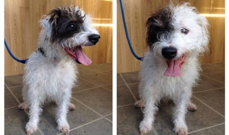 Scruffy – 4 year old male Bedlington Terrier cross Jack Russell Terrier