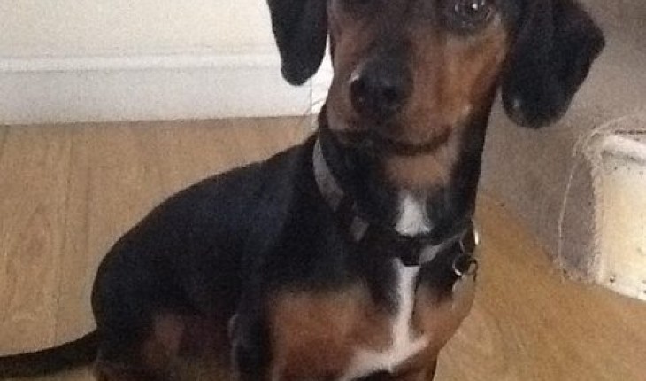 dachshund jack russell dachshund jack russell