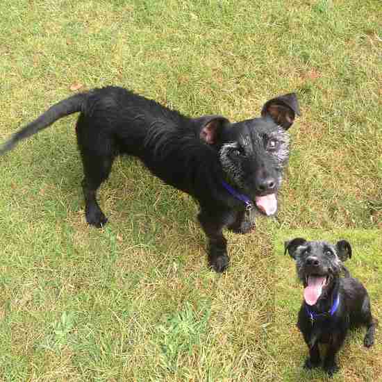 Posts by RSPCA Suffolk East and Ipswich Branch | Dogs for Adoption